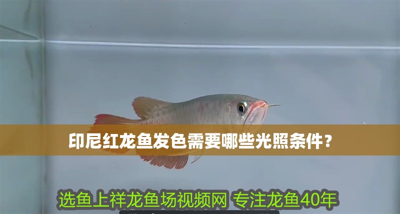 印尼紅龍魚發色需要哪些光照條件？