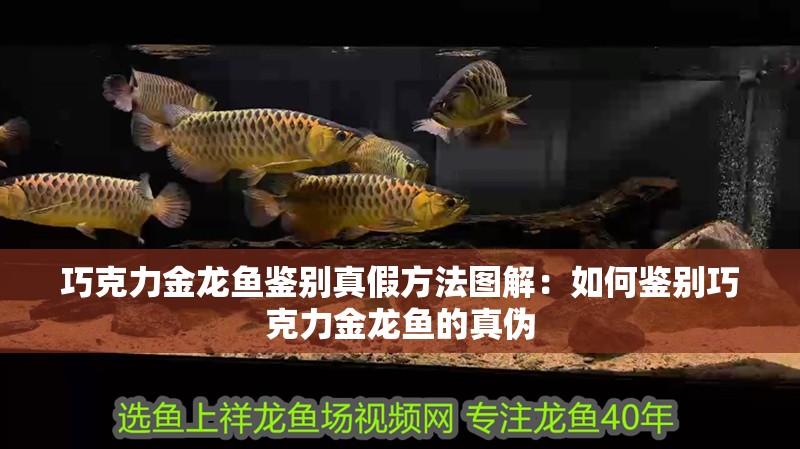 巧克力金龍魚鑒別真假方法圖解：如何鑒別巧克力金龍魚的真偽