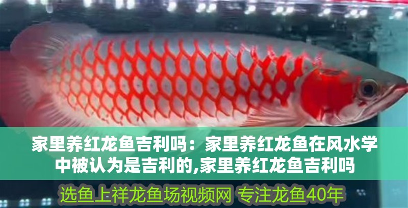 家里養紅龍魚吉利嗎：家里養紅龍魚在風水學中被認為是吉利的,家里養紅龍魚吉利嗎