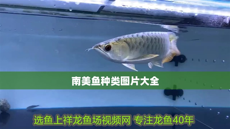 給大魚缸換水的作文:體驗給大魚缸換水的樂趣:體驗給大魚缸換水:給大魚缸換水的作文 南美魚種類圖片大全 龍魚論壇 南美魚種類圖片大全 南美魚種類圖片大全 龍魚論壇