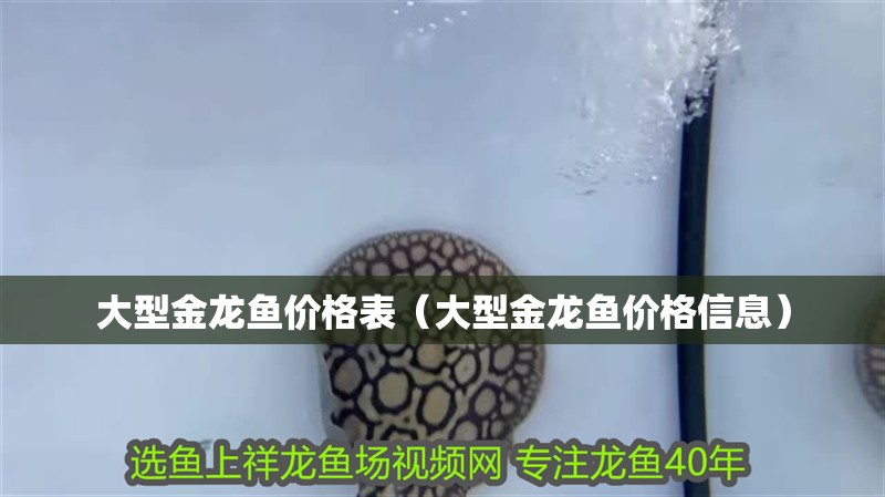 大型金龍魚價格表（大型金龍魚價格信息） 大型金龍魚價格表（大型金龍魚價格信息） 龍魚百科