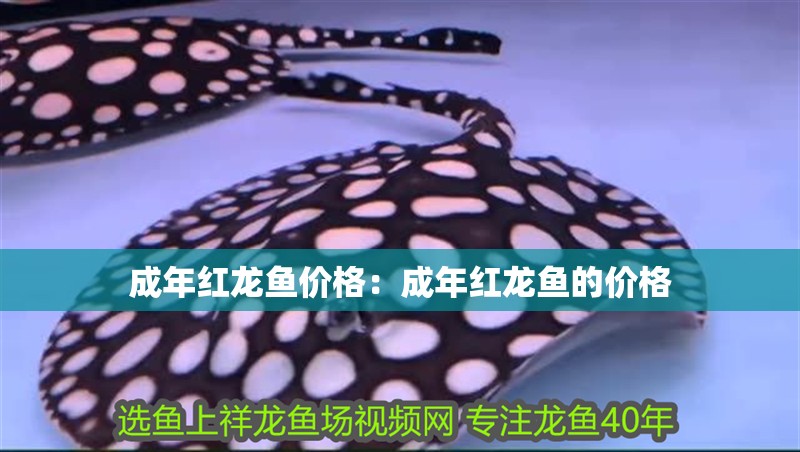 成年紅龍魚價格：成年紅龍魚的價格