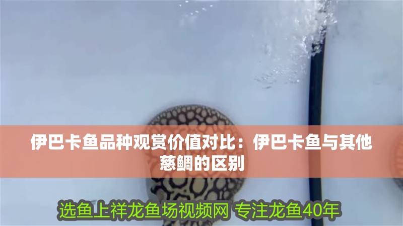 伊巴卡魚品種觀賞價值對比：伊巴卡魚與其他慈鯛的區別