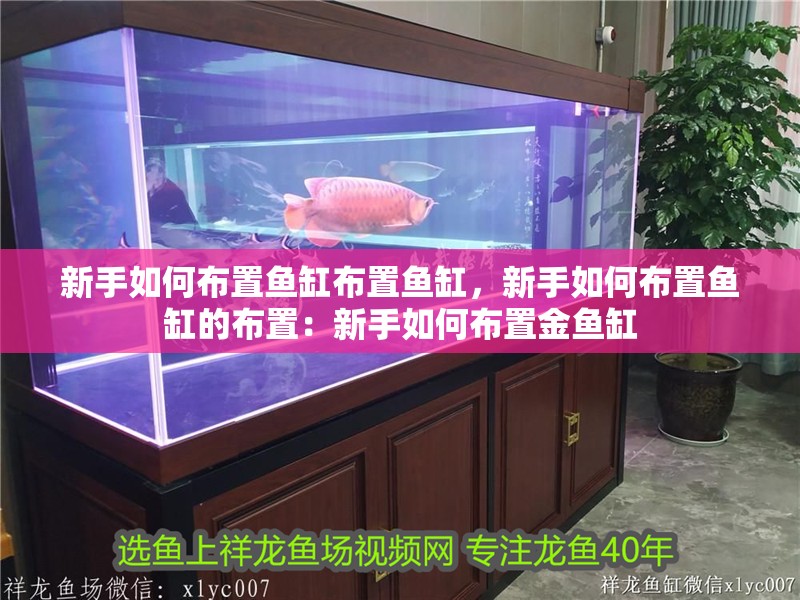 新手如何布置魚缸布置魚缸，新手如何布置魚缸的布置：新手如何布置金魚缸