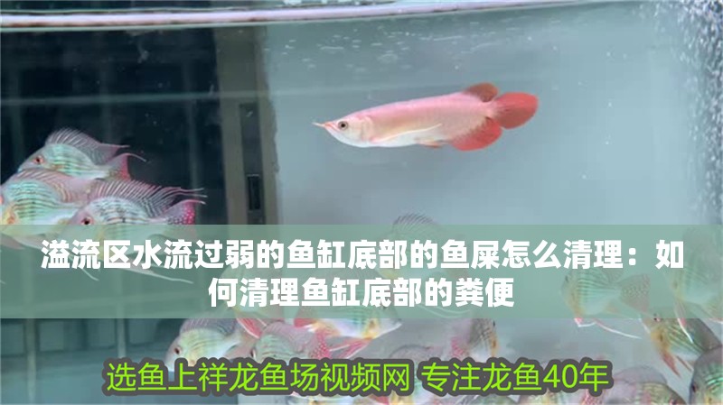 溢流區(qū)水流過弱的魚缸底部的魚屎怎么清理：如何清理魚缸底部的糞便