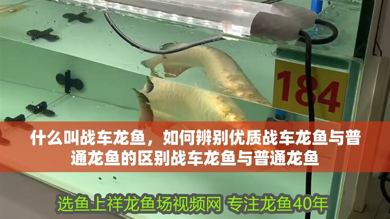 什么叫戰車龍魚，如何辨別優質戰車龍魚與普通龍魚的區別戰車龍魚與普通龍魚 什么叫戰車龍魚，如何辨別優質戰車龍魚與普通龍魚的區別戰車龍魚與普通龍魚 龍魚百科