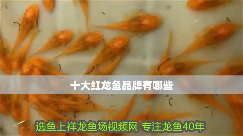 十大紅龍魚品牌有哪些 十大紅龍魚品牌有哪些 龍魚論壇