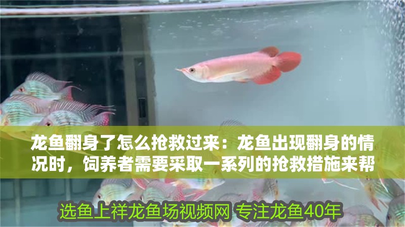 龍魚翻身了怎么搶救過來：龍魚出現(xiàn)翻身的情況時，飼養(yǎng)者需要采取一系列的搶救措施來幫助龍魚恢復(fù)