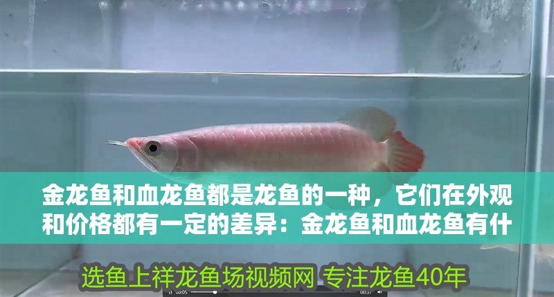 金龍魚和血龍魚都是龍魚的一種，它們在外觀和價格都有一定的差異：金龍魚和血龍魚有什么區別？