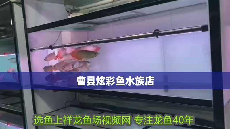 曹縣炫彩魚水族店