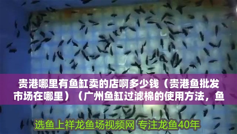 貴港哪里有魚缸賣的店啊多少錢（貴港魚批發市場在哪里）（廣州魚缸過濾棉的使用方法，魚缸過濾棉的使用方法）