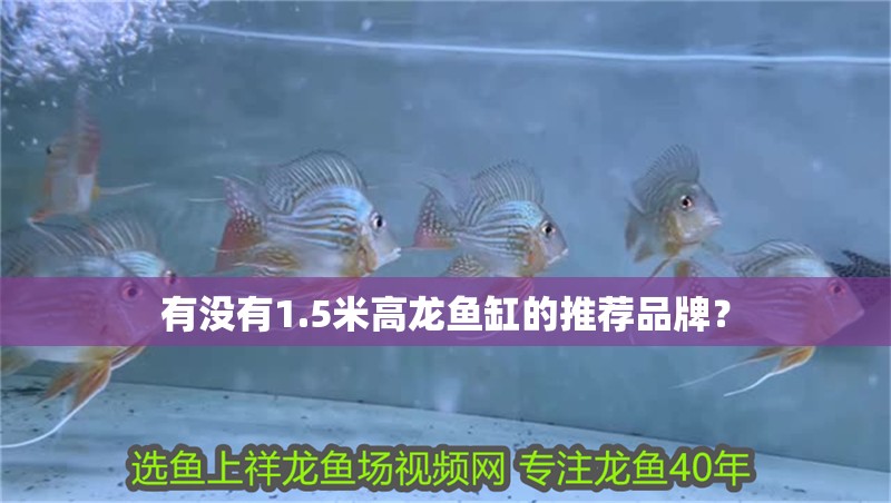 有沒有1.5米高龍魚缸的推薦品牌？