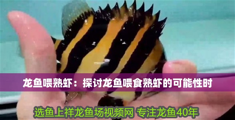 龍魚喂熟蝦：探討龍魚喂食熟蝦的可能性時