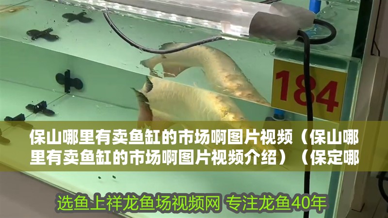 保山哪里有賣魚缸的市場啊圖片視頻（保山哪里有賣魚缸的市場啊圖片視頻介紹）（保定哪里有賣魚缸的市場？）