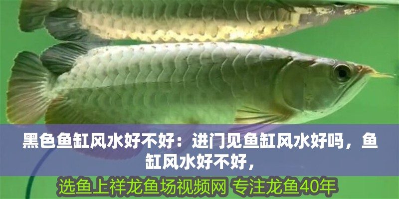 黑色魚缸風水好不好：進門見魚缸風水好嗎，魚缸風水好不好，