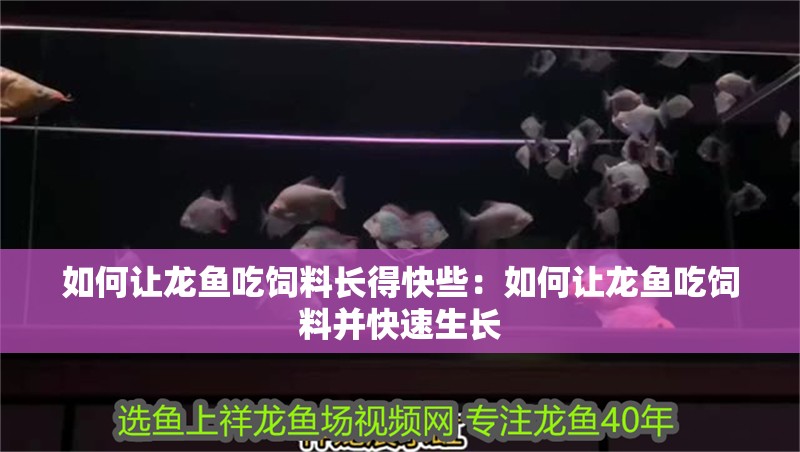 如何讓龍魚吃飼料長得快些：如何讓龍魚吃飼料并快速生長