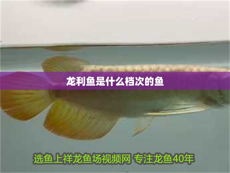 龍利魚是什么檔次的魚