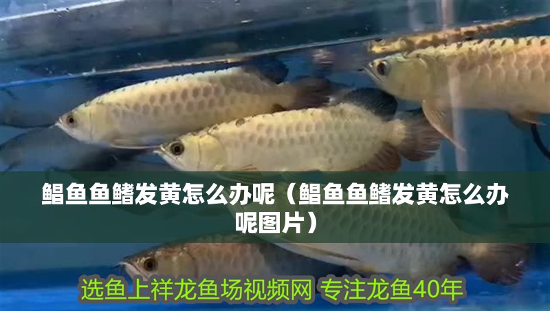 鯧魚魚鰭發黃怎么辦呢（鯧魚魚鰭發黃怎么辦呢圖片）