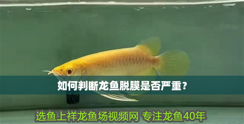 如何判斷龍魚脫膜是否嚴重？