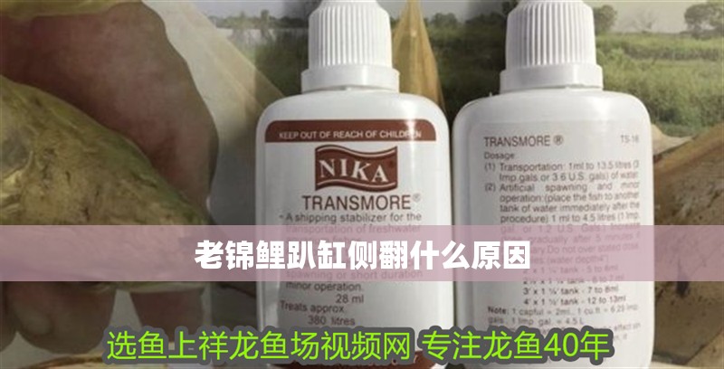 老錦鯉趴缸側翻什么原因