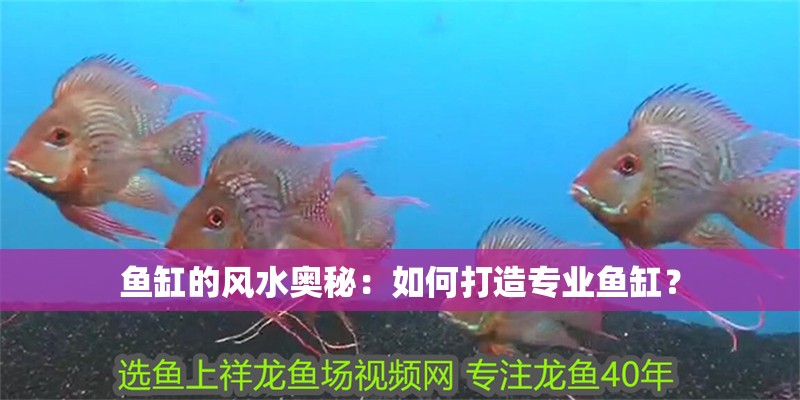 魚缸的風水奧秘：如何打造專業魚缸？