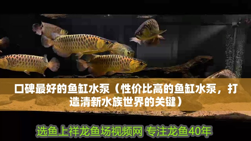 口碑最好的魚缸水泵（性價比高的魚缸水泵，打造清新水族世界的關鍵）