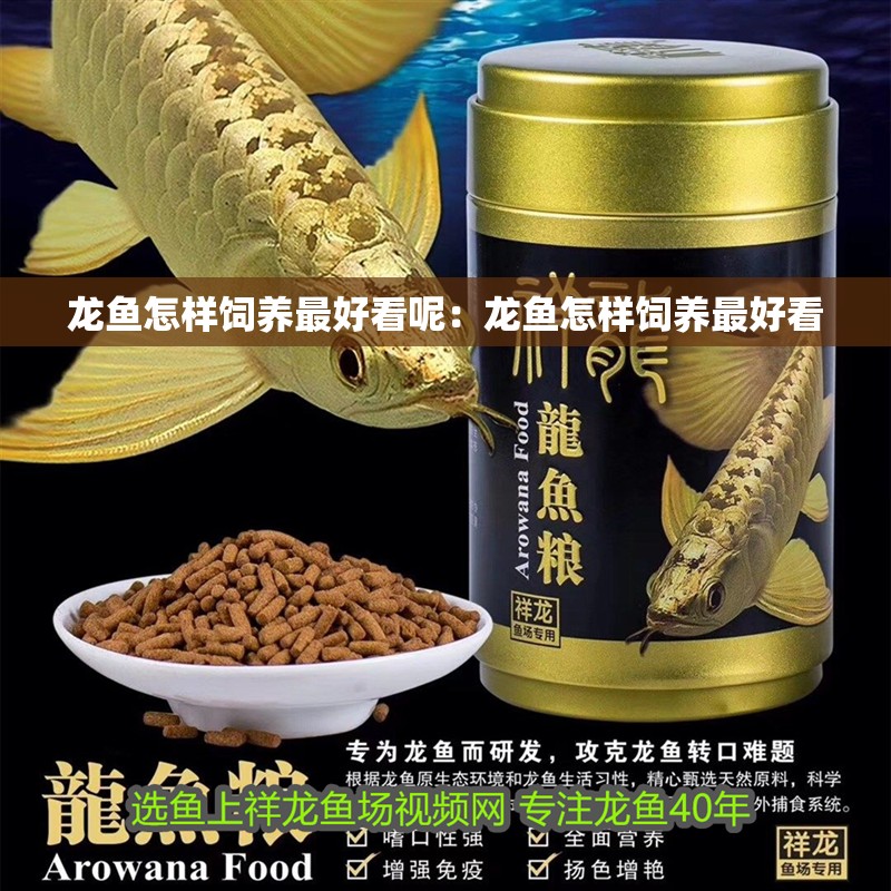 龍魚怎樣飼養(yǎng)最好看呢：龍魚怎樣飼養(yǎng)最好看