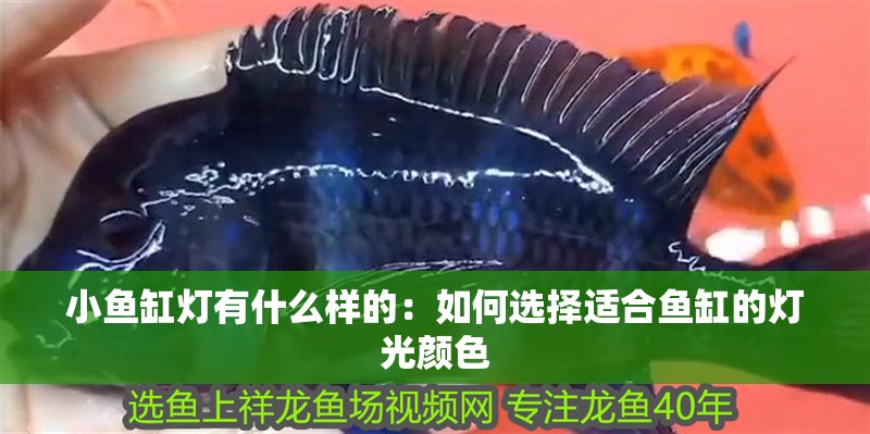 小魚缸燈有什么樣的：如何選擇適合魚缸的燈光顏色