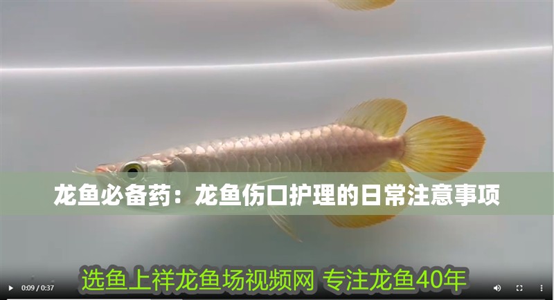 龍魚必備藥：龍魚傷口護理的日常注意事項 龍魚必備藥：龍魚傷口護理的日常注意事項 龍魚百科