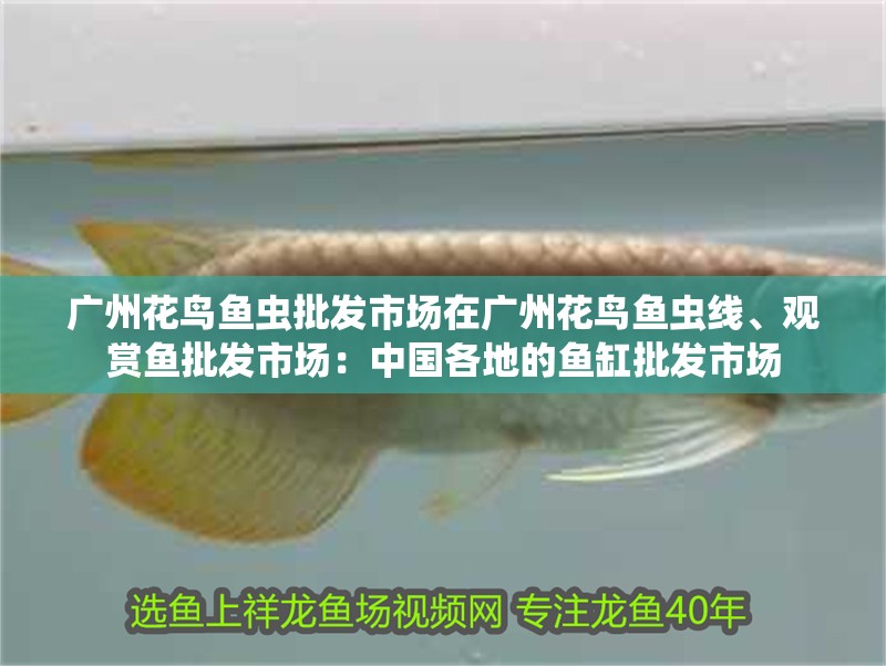 廣州花鳥魚蟲批發市場在廣州花鳥魚蟲線、觀賞魚批發市場：中國各地的魚缸批發市場