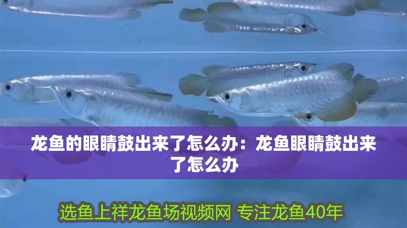 龍魚的眼睛鼓出來了怎么辦：龍魚眼睛鼓出來了怎么辦