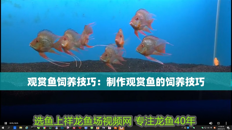 觀賞魚飼養(yǎng)技巧：制作觀賞魚的飼養(yǎng)技巧