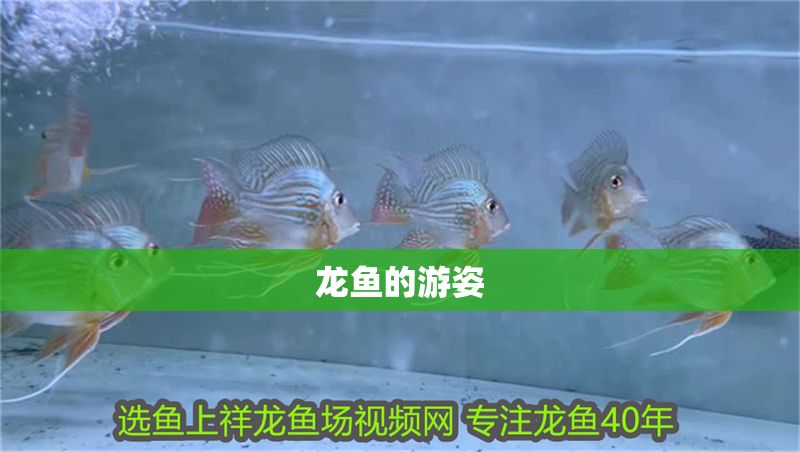 龍魚的游姿