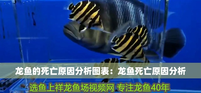 龍魚的死亡原因分析圖表：龍魚死亡原因分析 龍魚的死亡原因分析圖表：龍魚死亡原因分析 龍魚百科