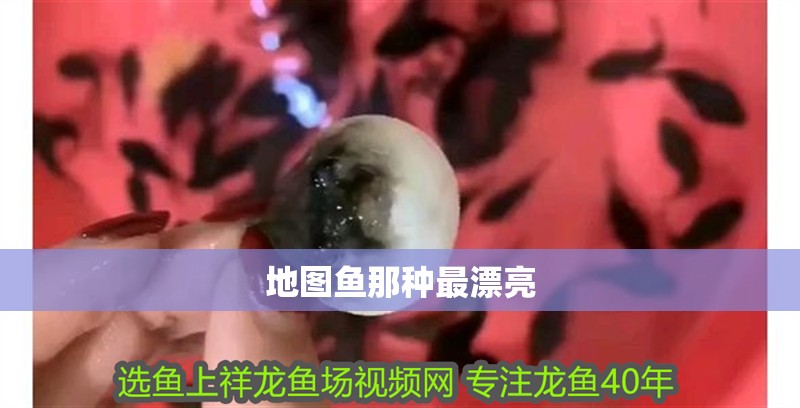 地圖魚那種最漂亮