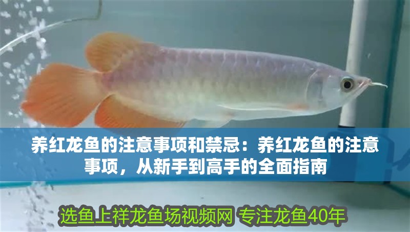 養紅龍魚的注意事項和禁忌：養紅龍魚的注意事項，從新手到高手的全面指南
