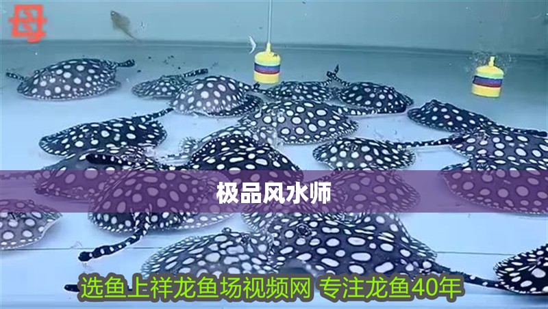 極品風水師 極品風水師 龍魚論壇