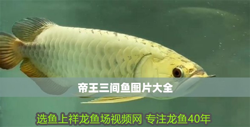 帝王三間魚圖片大全
