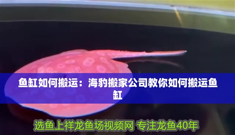 魚缸如何搬運：海豹搬家公司教你如何搬運魚缸