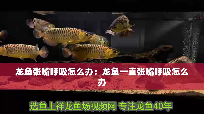 龍魚張嘴呼吸怎么辦：龍魚一直張嘴呼吸怎么辦