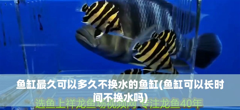 魚缸最久可以多久不換水的魚缸(魚缸可以長時(shí)間不換水嗎)