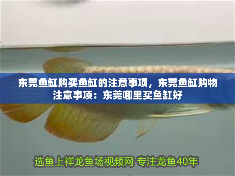 東莞魚缸購買魚缸的注意事項，東莞魚缸購物注意事項：東莞哪里買魚缸好