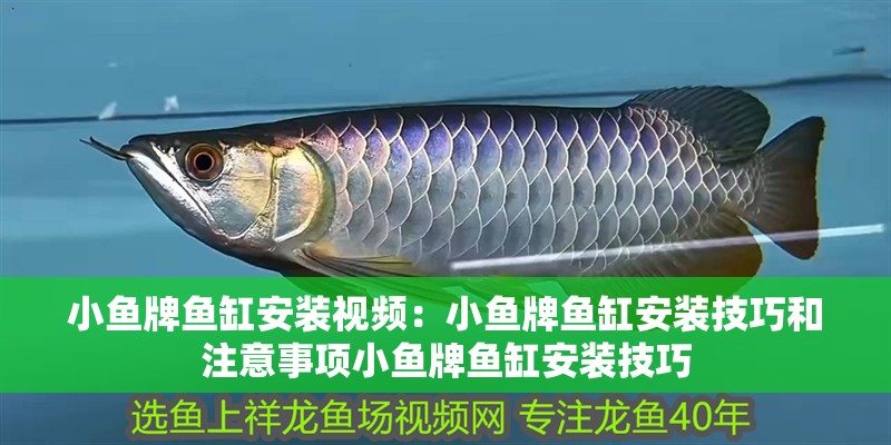 小魚牌魚缸安裝視頻：小魚牌魚缸安裝技巧和注意事項小魚牌魚缸安裝技巧
