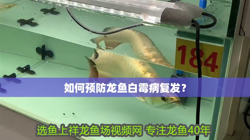 如何預防龍魚白霉病復發？