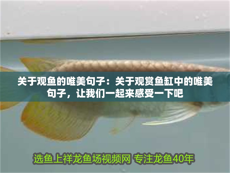 關于觀魚的唯美句子：關于觀賞魚缸中的唯美句子，讓我們一起來感受一下吧