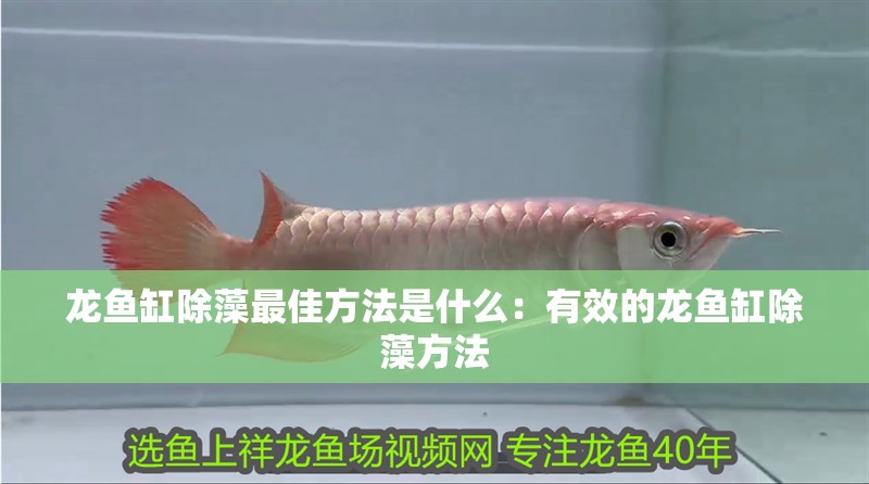 龍魚缸除藻最佳方法是什么：有效的龍魚缸除藻方法
