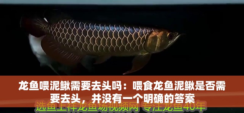 龍魚喂泥鰍需要去頭嗎：喂食龍魚泥鰍是否需要去頭，并沒有一個明確的答案