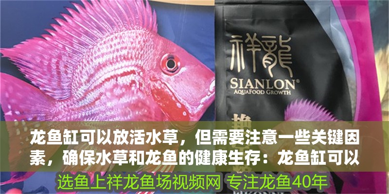 龍魚缸可以放活水草，但需要注意一些關鍵因素，確保水草和龍魚的健康生存：龍魚缸可以放活水草嗎，需要注意什么