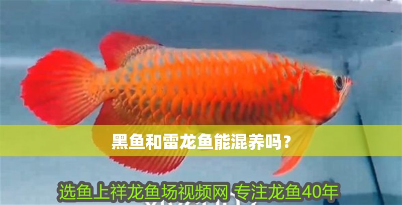 黑魚和雷龍魚能混養嗎？