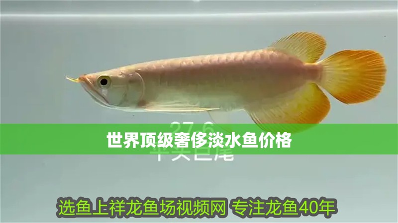 世界頂級奢侈淡水魚價格